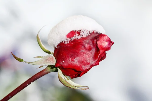 Rosa rossa ricoperta di neve — Foto Stock