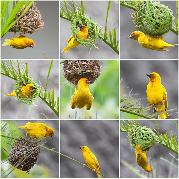 Golden Palm Weaver Birds collage — Stock Photo, Image