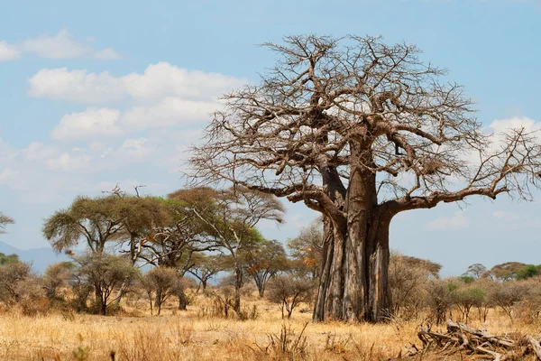Afrikanische Baobabbäume — Stockfoto