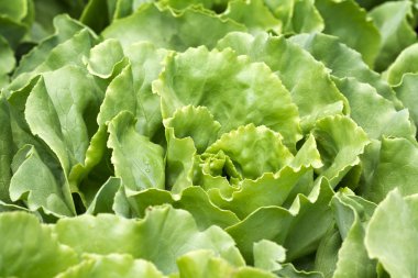 Taze salata (Lactuca sativa)