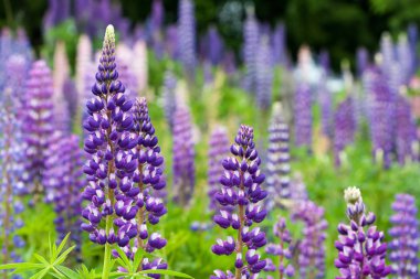 Wild lupines clipart