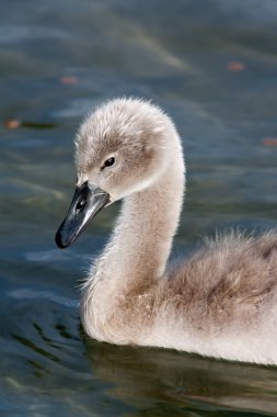 Bebek Kuğu