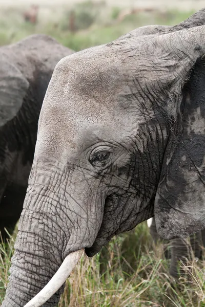 Primer plano de un elefante africano — Foto de Stock