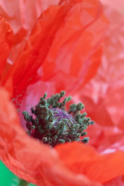 Poppy bloem - macro, handmatige scherpstelling — Stockfoto