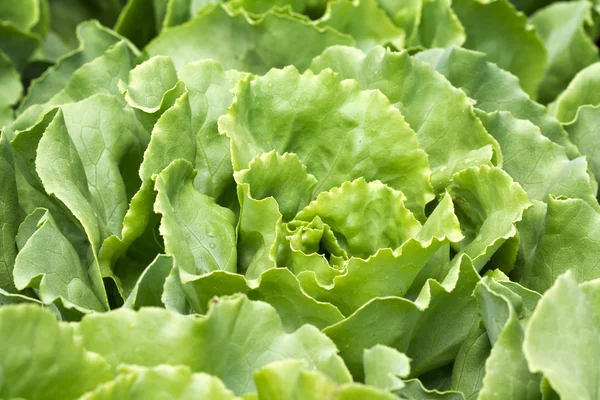 Fresh salad (Lactuca sativa) — Stock Photo, Image