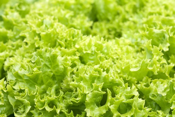 Salat (Lollo Bionda Salat)) — Stockfoto