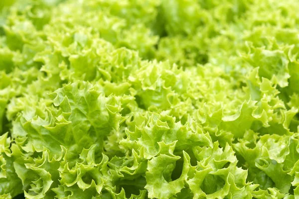 Ensalada (lechuga lollo bionda ) — Foto de Stock