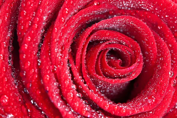 Gotas de agua sobre una rosa roja - macro —  Fotos de Stock