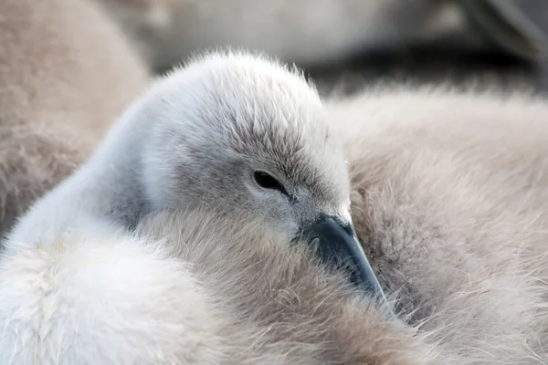 Cisne bebé —  Fotos de Stock