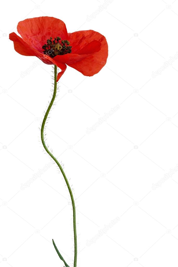 Poppy flower isolated on white background