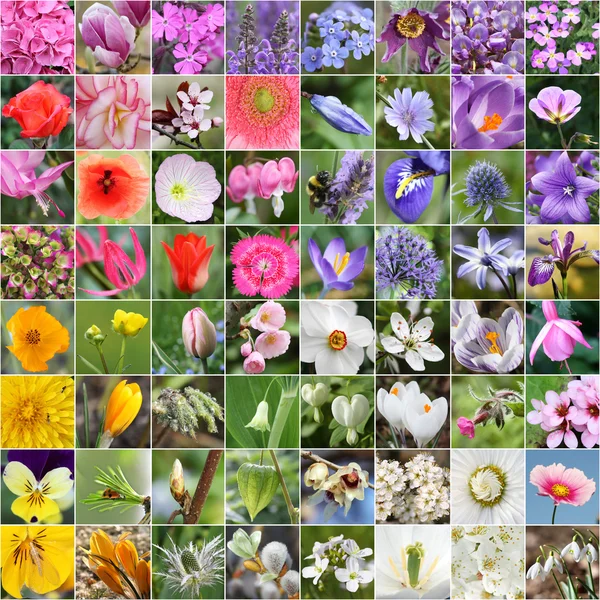 Lente bloem collage — Stockfoto