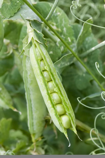 Peas growing in the garden — Stock Photo, Image