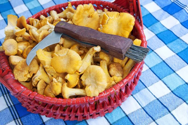 Mantar bir sepet chanterelles ve bıçak — Stok fotoğraf