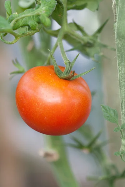 Tomaat in tuin — Stockfoto