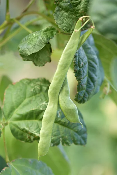 Runner bean - Stok İmaj