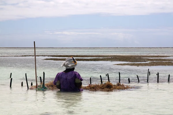 非洲的女人坐在种植农场的海带退潮期间 — 图库照片