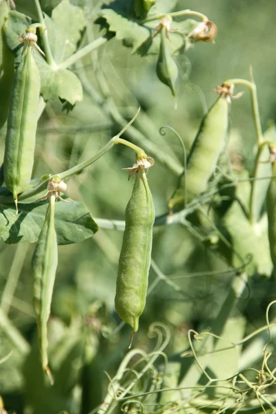 Guisantes verdes en el jardín — Foto de Stock