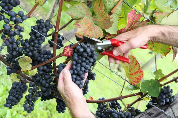 Hand cutting grape Pinot noir in harvest time — Stock Photo, Image