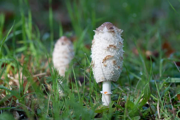 Mantar Shaggy mürekkep kap (Posteki mantarı) — Stok fotoğraf