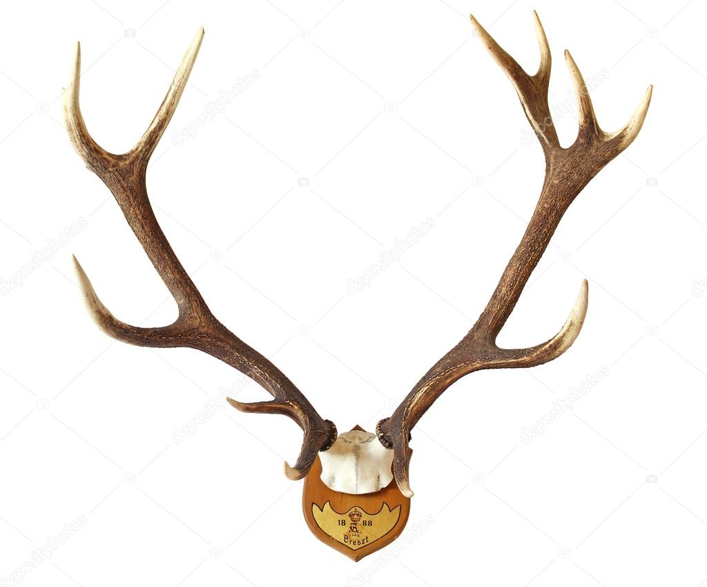 antlers of a huge stag isolated