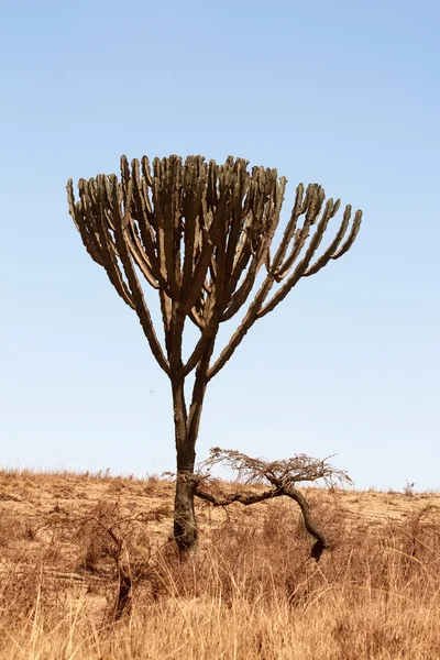 Candelabro (Euphorbia ingens ), — Foto de Stock