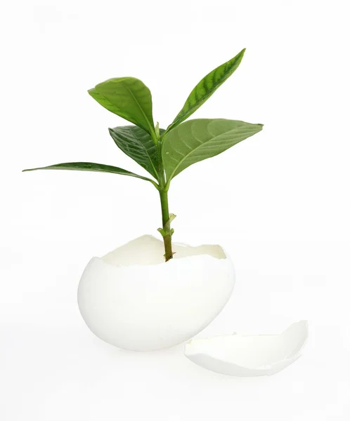 Зелена рослина в яйці ізольована на білому — стокове фото