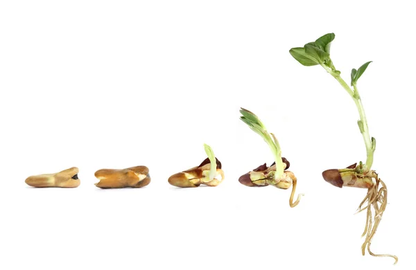 Horse Bean plant growing from a seed to a seedling — Stock Photo, Image