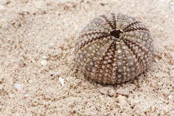 Sjöborre på sandstranden — Stockfoto