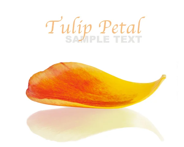 Tulip petal with reflection against white background — Stock Photo, Image