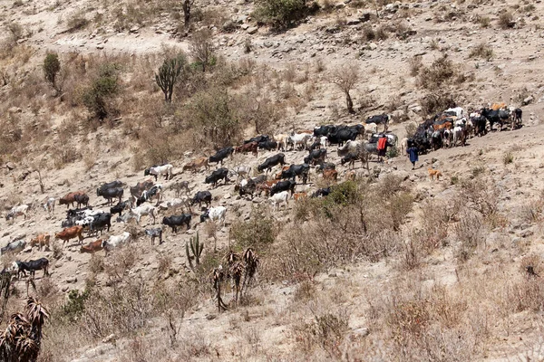 Maasai och deras ko nötkreatur — Stockfoto