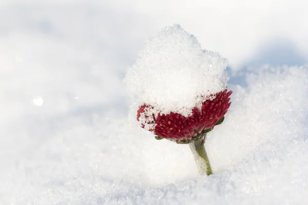 Nya snö täcker daisy blomman — Stockfoto