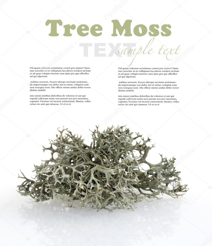 Tree moss from fir and pine trees - raw material for perfume industry