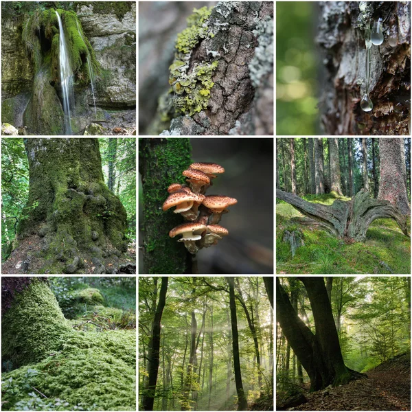 Collage forestale — Foto Stock