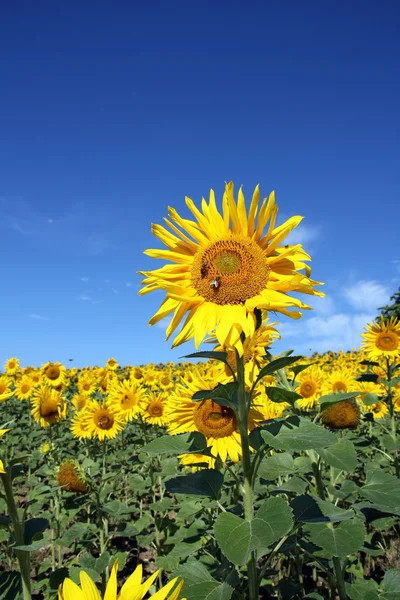 An outstanding sunflower from the sunflower field — Stock Photo, Image
