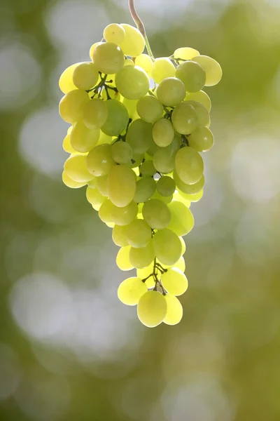Un grappolo di uva verde in controluce — Foto Stock