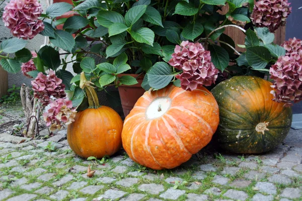 Harvested pumpkins on the ground — Stock Photo, Image