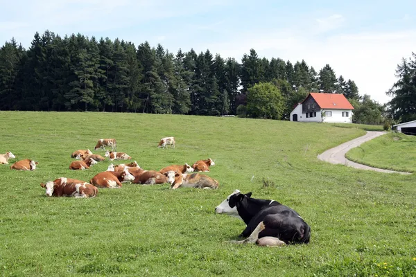 Een eenzame zwarte koe uit de buurt van de kudde — Stockfoto