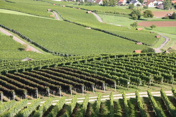 Weinberg im Sommer — Stockfoto