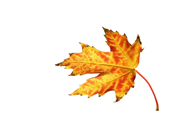 Una foglia di autunno cadente , — Foto Stock