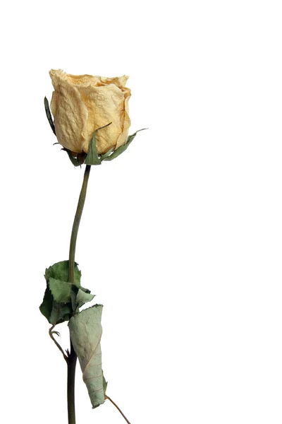 Withered Rose — Stock Photo, Image
