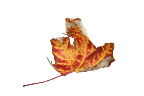 Une feuille d'automne tombante , — Photo