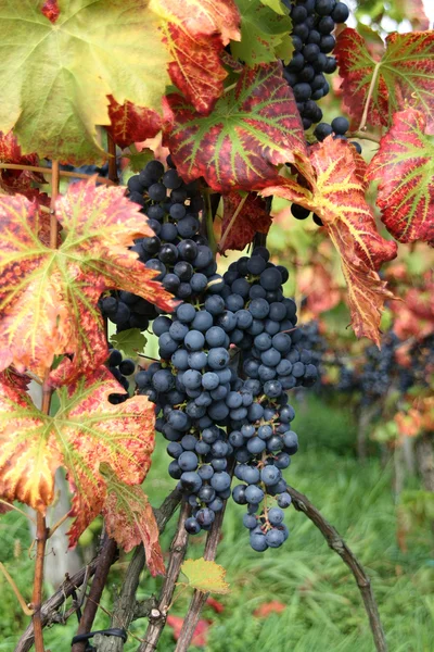 Wijn van druiven pinot noir met groen-rood wijnbladeren in wijnstok werf — Stockfoto