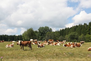 mera üzerinde ineklerin