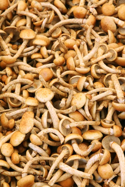 Медовый грибок (Armillaria ) — стоковое фото