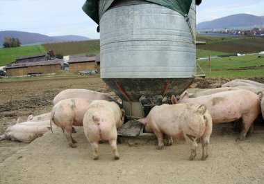 Domuz çiftliği gıda silo besleme