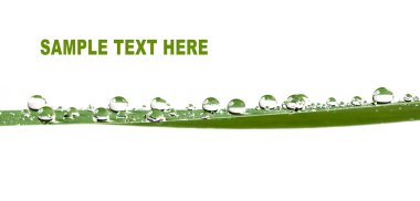 Waterdrops üzerinde kopya alanı için izole bir yaprak yeşil