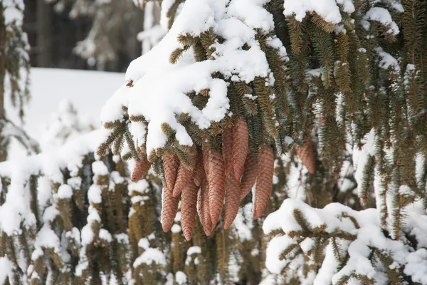 New snow on the pine tree cones — Stock Photo, Image