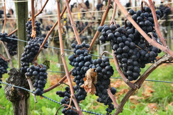 Uvas para fazer vinho gelado — Fotografia de Stock