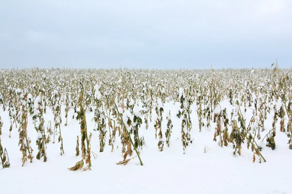 在字段中损坏的突然来临的冬季作物 — 图库照片