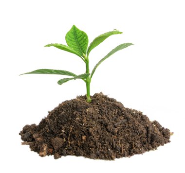 New bud leaf growing out of earth clipart